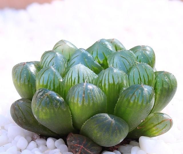 家里有花,几招常见养护方法,学起来错不了