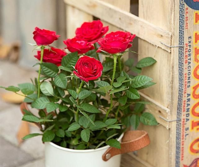 家里有花,几招常见养护方法,学起来错不了