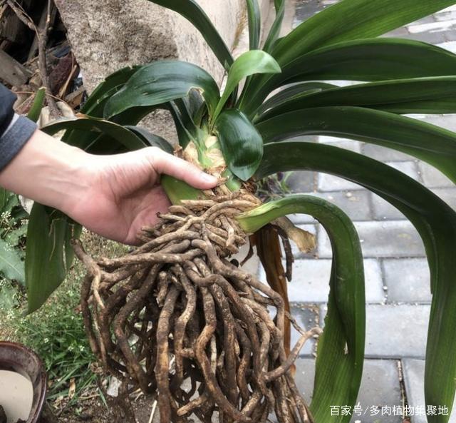 在家养护花卉,三天两头烂根、黄叶,跟“3个原因”有关,要明白