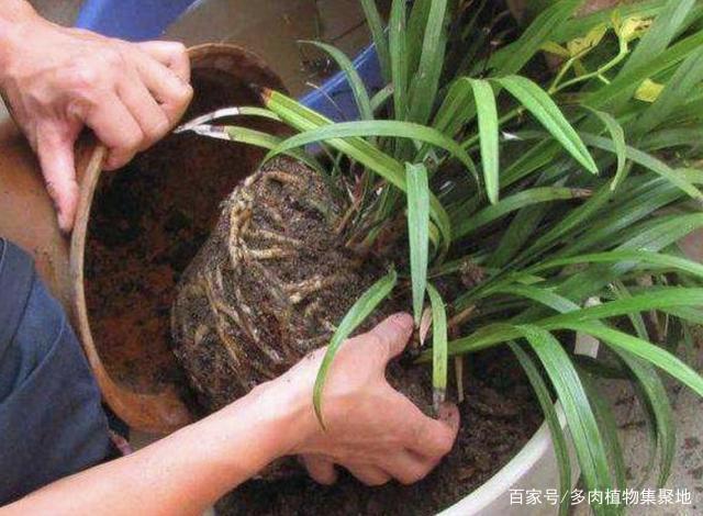 在家养护花卉,三天两头烂根、黄叶,跟“3个原因”有关,要明白