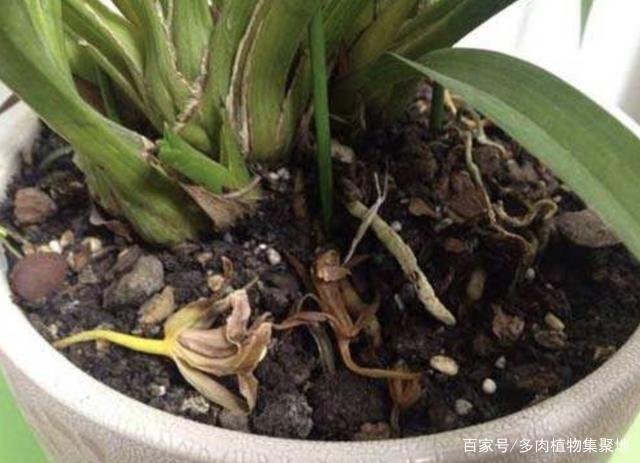在家养护花卉,三天两头烂根、黄叶,跟“3个原因”有关,要明白