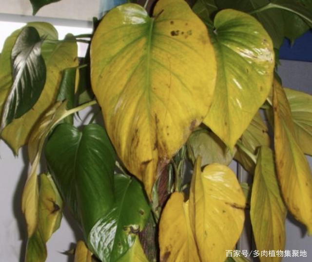 在家养护花卉,三天两头烂根、黄叶,跟“3个原因”有关,要明白