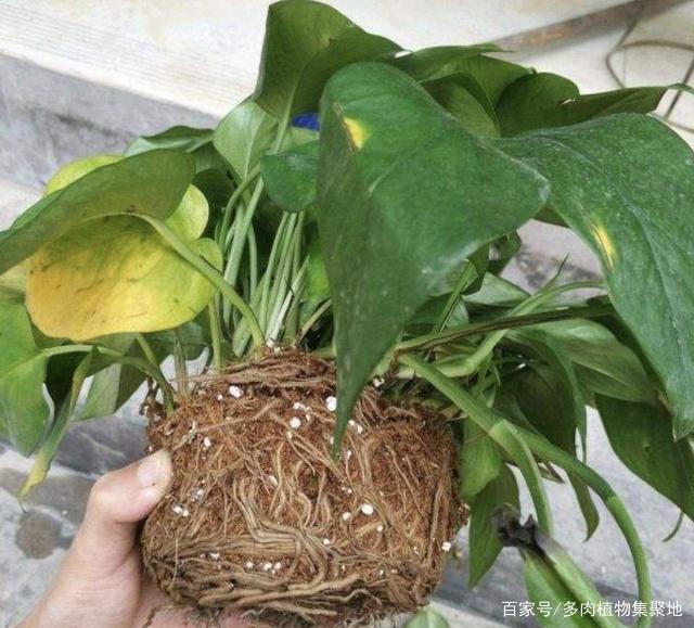 在家养护花卉,三天两头烂根、黄叶,跟“3个原因”有关,要明白