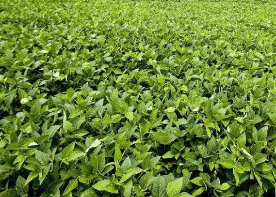 蔬菜种植，大豆高产栽培技术，来学一下病虫害的防治技术