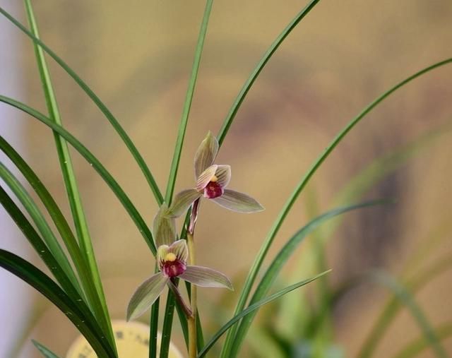 购买下山兰,如何栽培?怎样养护?