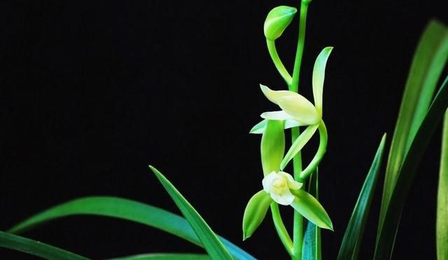 购买下山兰,如何栽培?怎样养护?