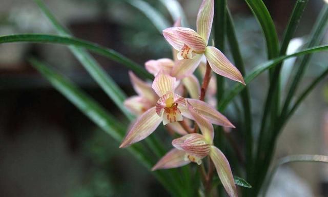 购买下山兰,如何栽培?怎样养护?