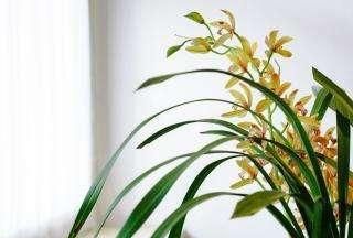 购买下山兰,如何栽培?怎样养护?