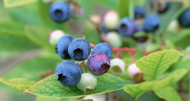 春天想在家里吃上蓝莓,冬季养护很重要,重要的几点不能忽略