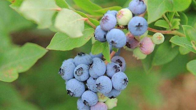 春天想在家里吃上蓝莓,冬季养护很重要,重要的几点不能忽略