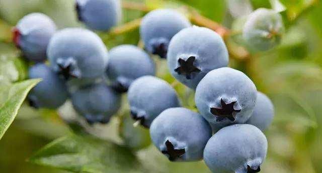 春天想在家里吃上蓝莓,冬季养护很重要,重要的几点不能忽略