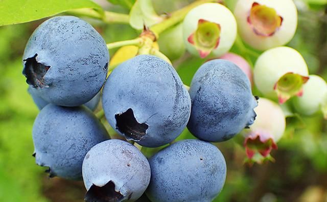 春天想在家里吃上蓝莓,冬季养护很重要,重要的几点不能忽略