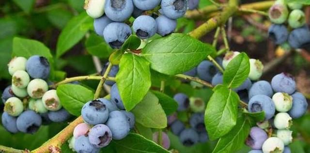 春天想在家里吃上蓝莓,冬季养护很重要,重要的几点不能忽略