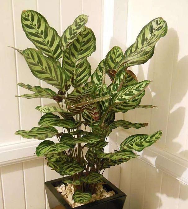 孔雀竹芋的养护要点有哪些？做到这几点，竹芋的叶片斑斓好看