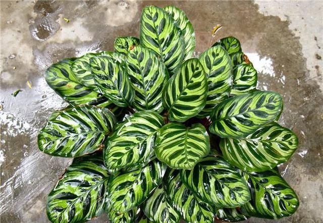 孔雀竹芋的养护要点有哪些？做到这几点，竹芋的叶片斑斓好看