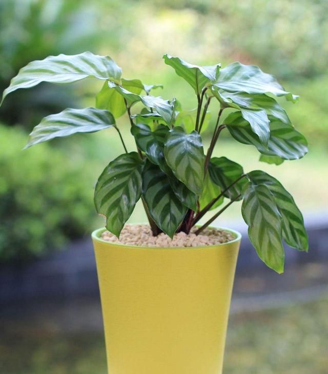 孔雀竹芋的养护要点有哪些？做到这几点，竹芋的叶片斑斓好看