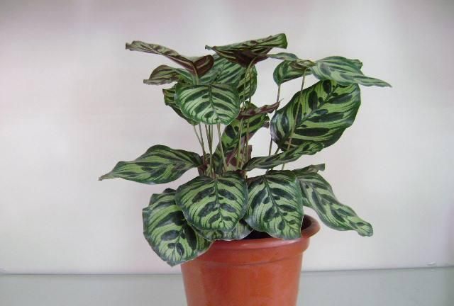 孔雀竹芋的养护要点有哪些？做到这几点，竹芋的叶片斑斓好看