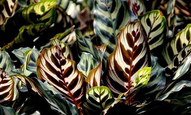 孔雀竹芋的养护要点有哪些？做到这几点，竹芋的叶片斑斓好看