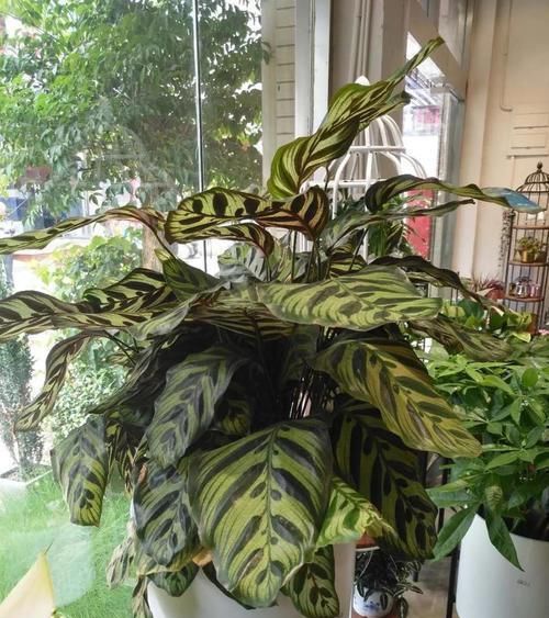 孔雀竹芋的养护要点有哪些？做到这几点，竹芋的叶片斑斓好看