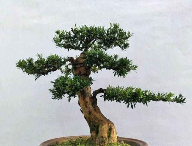 罗汉松冬季要想美丽,该如何养护管理?