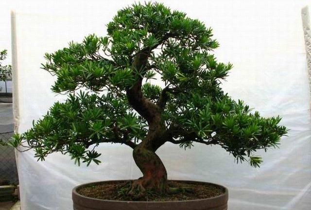 罗汉松冬季要想美丽,该如何养护管理?