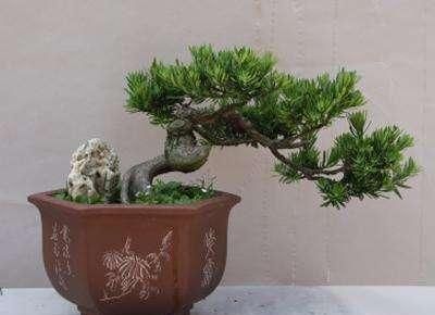 罗汉松冬季要想美丽,该如何养护管理?