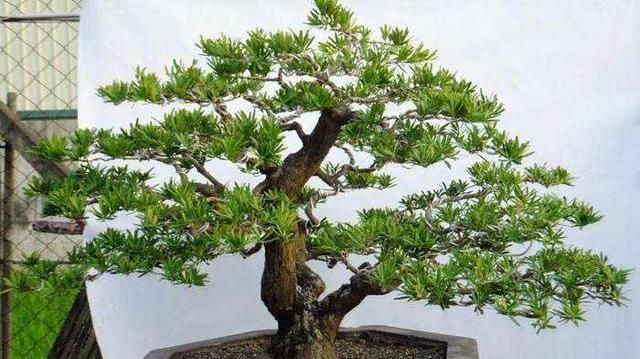 罗汉松冬季要想美丽,该如何养护管理?