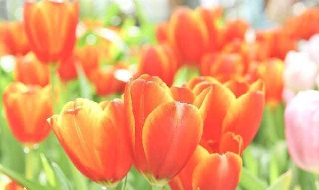 郁金香的繁殖方法有哪些？后期又该如何养护？