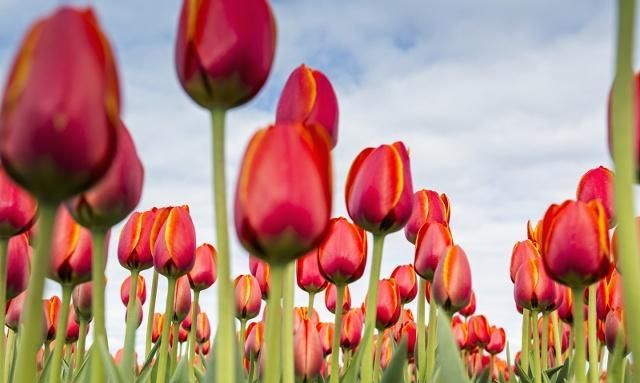 郁金香的繁殖方法有哪些？后期又该如何养护？