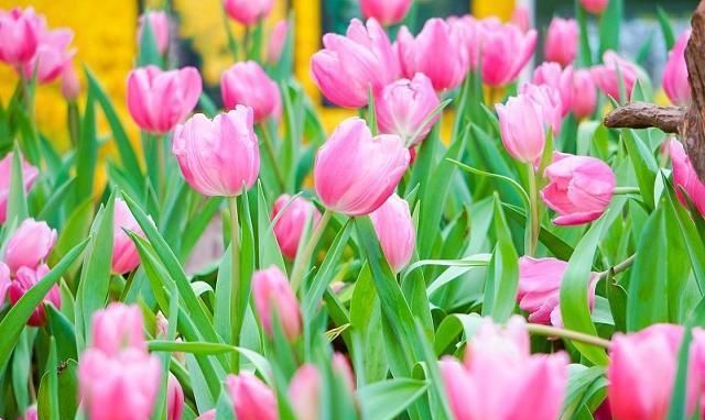 郁金香的繁殖方法有哪些？后期又该如何养护？