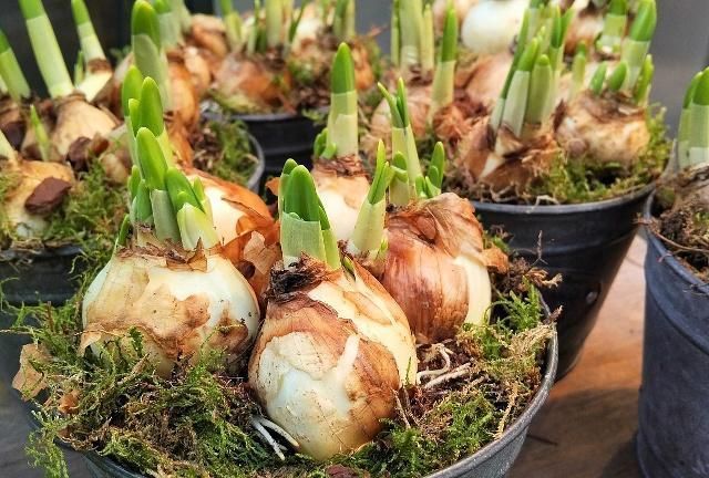 郁金香的繁殖方法有哪些？后期又该如何养护？