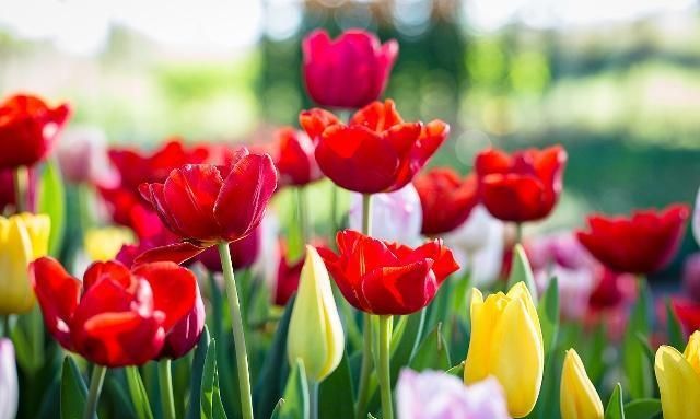 郁金香的繁殖方法有哪些？后期又该如何养护？