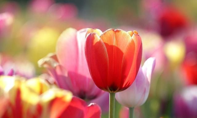 郁金香的繁殖方法有哪些？后期又该如何养护？