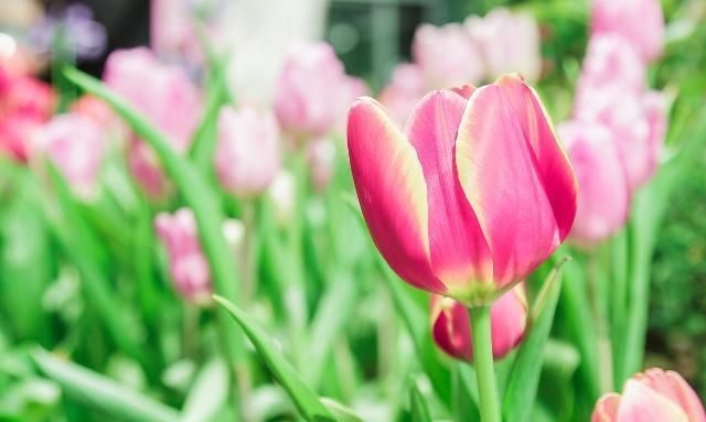 郁金香的繁殖方法有哪些？后期又该如何养护？