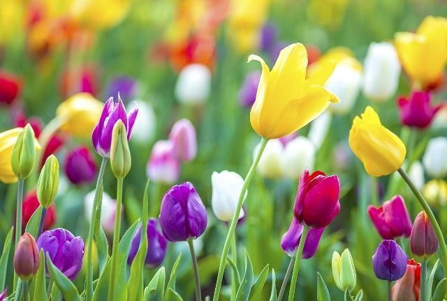 郁金香的繁殖方法有哪些？后期又该如何养护？