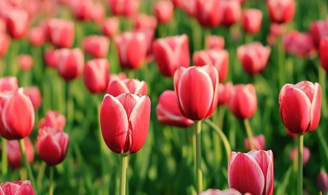 郁金香的繁殖方法有哪些？后期又该如何养护？