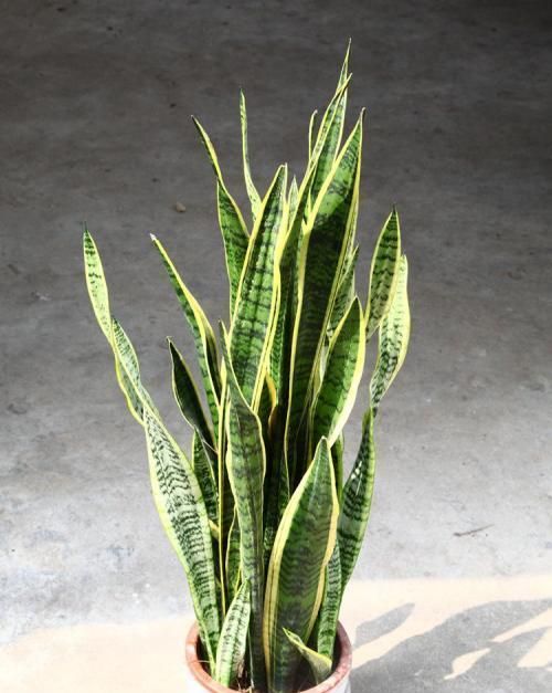 养护虎皮兰学会一招，一盆变成十几盆，叶子蹿个快