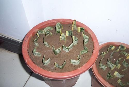 养护虎皮兰学会一招，一盆变成十几盆，叶子蹿个快