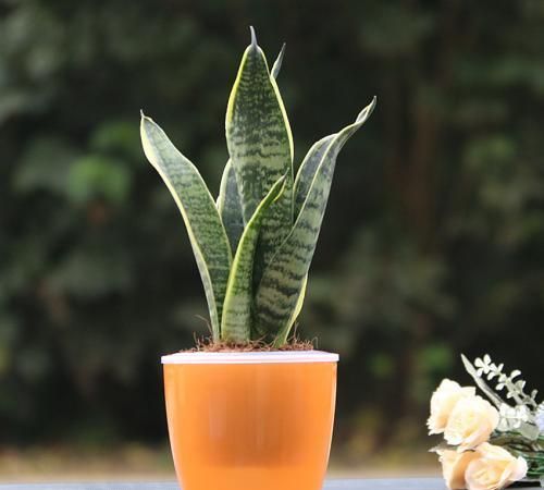 养护虎皮兰学会一招，一盆变成十几盆，叶子蹿个快