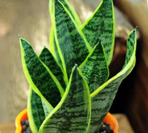 养护虎皮兰学会一招，一盆变成十几盆，叶子蹿个快