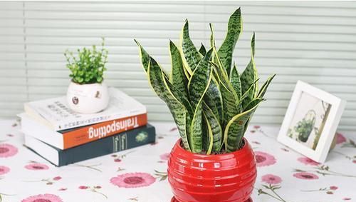 养护虎皮兰学会一招，一盆变成十几盆，叶子蹿个快