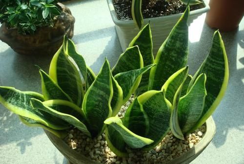 养护虎皮兰学会一招，一盆变成十几盆，叶子蹿个快