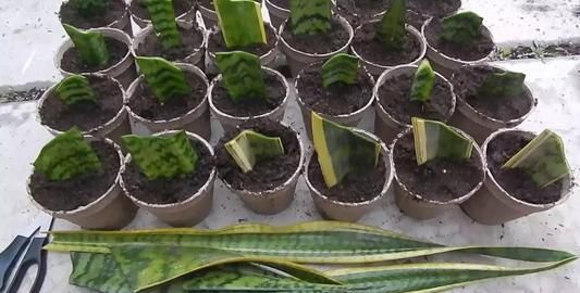 养护虎皮兰学会一招，一盆变成十几盆，叶子蹿个快