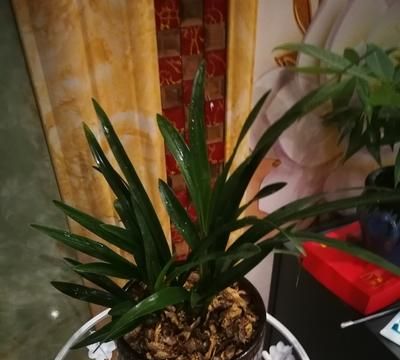 阳台兰花繁殖特点、养护技术、科学施肥