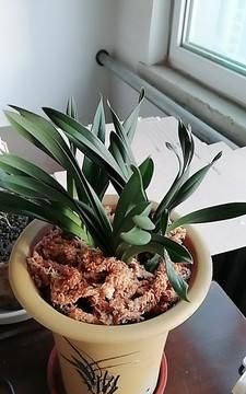 阳台兰花繁殖特点、养护技术、科学施肥