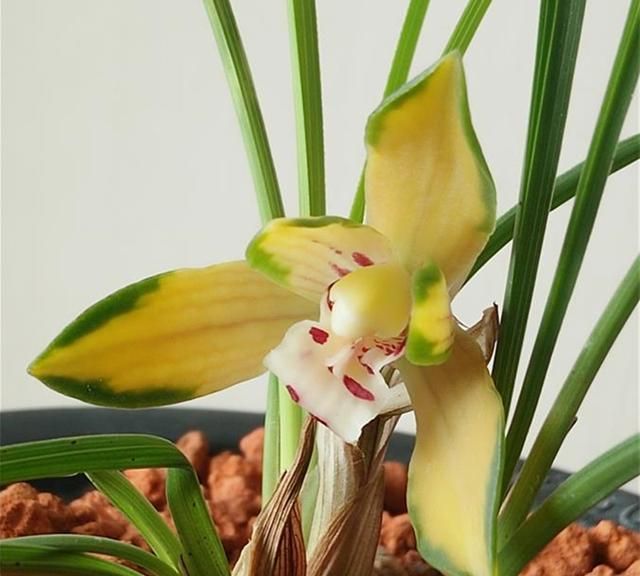 阳台兰花繁殖特点、养护技术、科学施肥