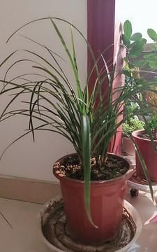 阳台兰花繁殖特点、养护技术、科学施肥