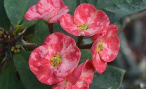 盆栽虎刺梅，养护注意这几点，枝繁叶茂，花开满枝头！