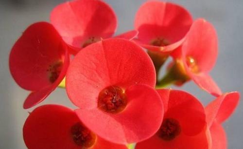 盆栽虎刺梅，养护注意这几点，枝繁叶茂，花开满枝头！