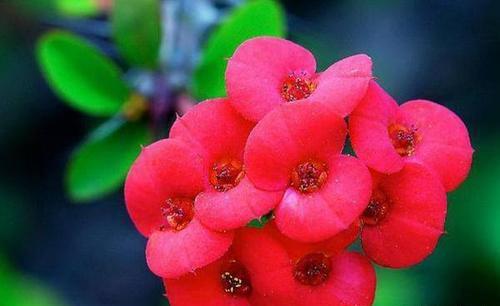 盆栽虎刺梅，养护注意这几点，枝繁叶茂，花开满枝头！